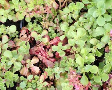 Rozchodník pochybný 'Roseum'