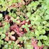 Sedum spurium 'Roseum'_01.JPG