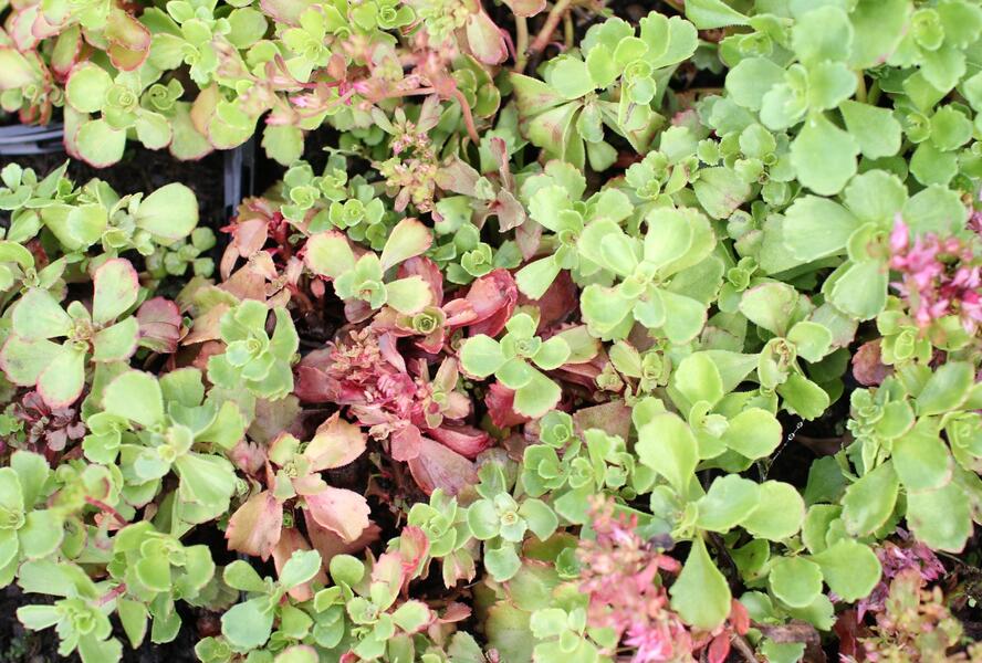 Rozchodník pochybný 'Roseum' - Sedum spurium 'Roseum'