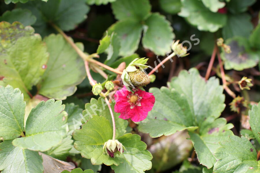 Jahodník stáleplodící 'Summer Breeze Rose' F1 - Fragaria ananassa 'Summer Breeze Rose' F1