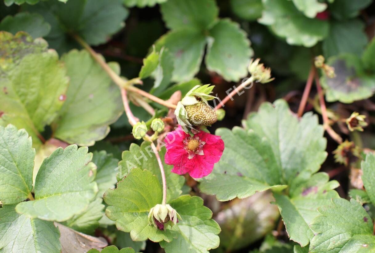 Jahodník stáleplodící 'Summer Breeze Rose' F1 - Fragaria ananassa 'Summer Breeze Rose' F1