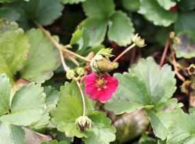 Jahodník stáleplodící 'Summer Breeze Rose' F1 - Fragaria ananassa 'Summer Breeze Rose' F1