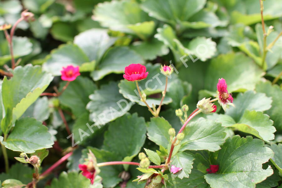 Jahodník stáleplodící 'Summer Breeze Rose' F1 - Fragaria ananassa 'Summer Breeze Rose' F1