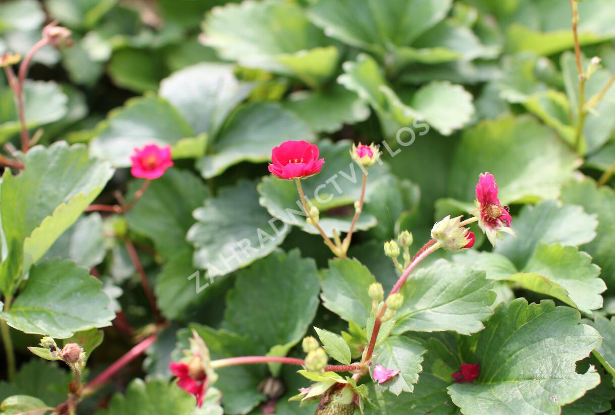 Jahodník stáleplodící 'Summer Breeze Rose' F1 - Fragaria ananassa 'Summer Breeze Rose' F1