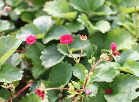 Jahodník stáleplodící 'Summer Breeze Rose' F1 - Fragaria ananassa 'Summer Breeze Rose' F1