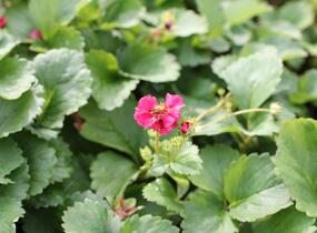 Jahodník stáleplodící 'Summer Breeze Rose' F1 - Fragaria ananassa 'Summer Breeze Rose' F1