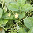 Jahodník jednouplodící 'Malwina' - Fragaria ananassa 'Malwina'
