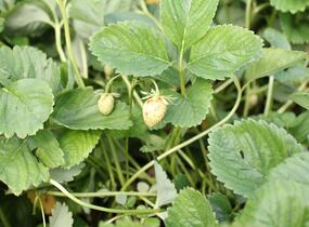 Jahodník jednouplodící 'Malwina' - Fragaria ananassa 'Malwina'