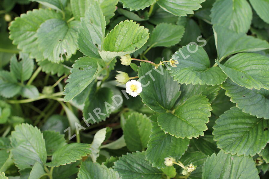 Jahodník jednouplodící 'Malwina' - Fragaria ananassa 'Malwina'