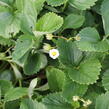 Jahodník jednouplodící 'Malwina' - Fragaria ananassa 'Malwina'