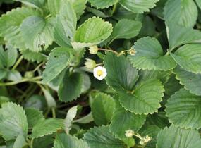 Jahodník jednouplodící 'Malwina' - Fragaria ananassa 'Malwina'