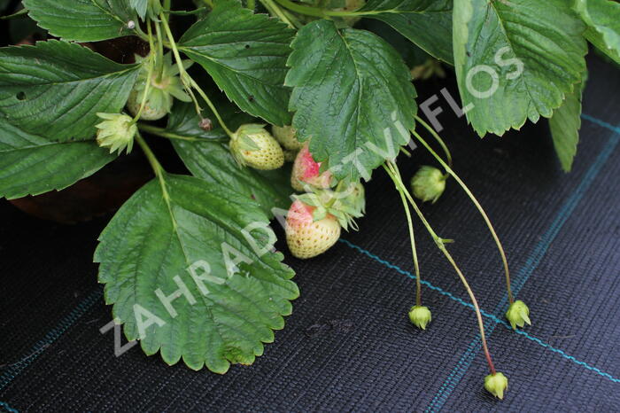 Jahodník jednouplodící 'Malwina' - Fragaria ananassa 'Malwina'