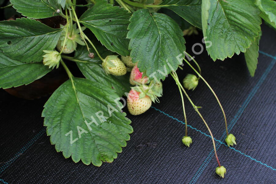 Jahodník jednouplodící 'Malwina' - Fragaria ananassa 'Malwina'