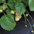 Jahodník jednouplodící 'Malwina' - Fragaria ananassa 'Malwina'