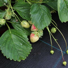 Jahodník jednouplodící 'Malwina' - Fragaria ananassa 'Malwina'