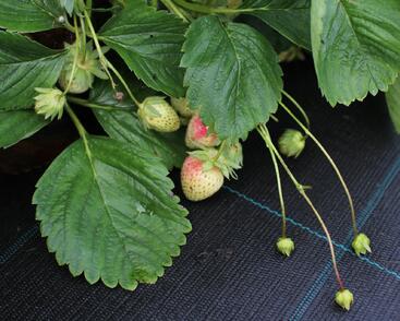 Jahodník jednouplodící 'Malwina'