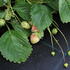 Fragaria ananassa 'Malwina'_02.JPG