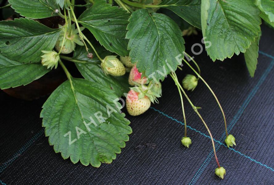 Jahodník jednouplodící 'Malwina' - Fragaria ananassa 'Malwina'