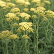 Řebříček obecný 'Summer Fruits Lemon' - Achillea millefolium 'Summer Fruits Lemon'