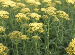 Řebříček obecný 'Summer Fruits Lemon' - Achillea millefolium 'Summer Fruits Lemon'