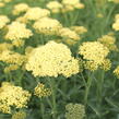 Řebříček obecný 'Summer Fruits Lemon' - Achillea millefolium 'Summer Fruits Lemon'