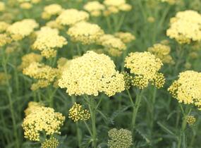 Řebříček obecný 'Summer Fruits Lemon' - Achillea millefolium 'Summer Fruits Lemon'