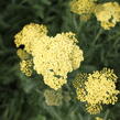 Řebříček obecný 'Summer Fruits Lemon' - Achillea millefolium 'Summer Fruits Lemon'