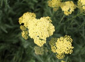 Řebříček obecný 'Summer Fruits Lemon' - Achillea millefolium 'Summer Fruits Lemon'