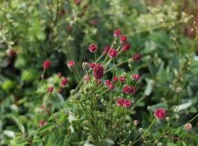 Krvavec toten 'Proud Mary' - Sanguisorba officinalis 'Proud Mary'