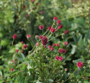 Krvavec toten 'Proud Mary' - Sanguisorba officinalis 'Proud Mary'