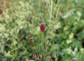 Krvavec toten 'Proud Mary' - Sanguisorba officinalis 'Proud Mary'