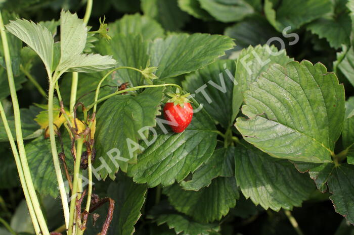 Jahodník jednouplodící 'Induka' - Fragaria ananassa 'Induka'