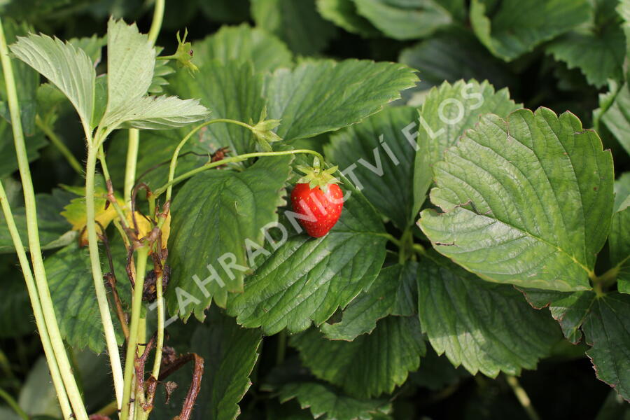 Jahodník jednouplodící 'Induka' - Fragaria ananassa 'Induka'