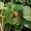 Jahodník jednouplodící 'Induka' - Fragaria ananassa 'Induka'
