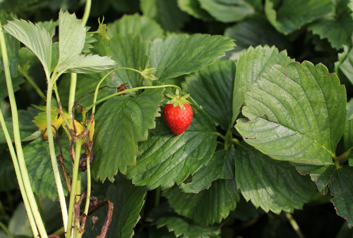 Jahodník jednouplodící 'Induka' - Fragaria ananassa 'Induka'