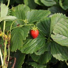 Jahodník jednouplodící 'Induka' - Fragaria ananassa 'Induka'