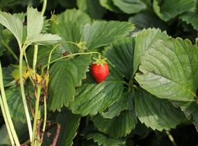 Jahodník jednouplodící 'Induka' - Fragaria ananassa 'Induka'
