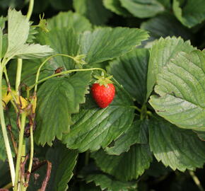 Jahodník jednouplodící 'Induka' - Fragaria ananassa 'Induka'