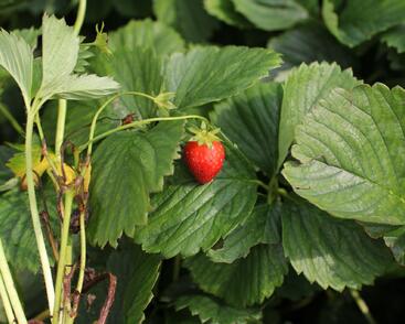 Jahodník jednouplodící 'Induka'