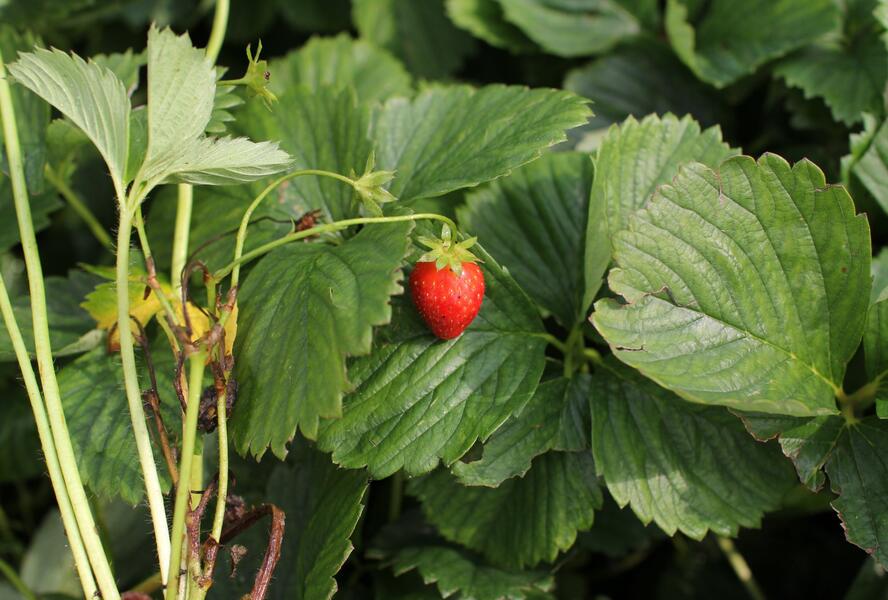 Jahodník jednouplodící 'Induka' - Fragaria ananassa 'Induka'