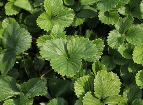 Jahodník jednouplodící 'Induka' - Fragaria ananassa 'Induka'