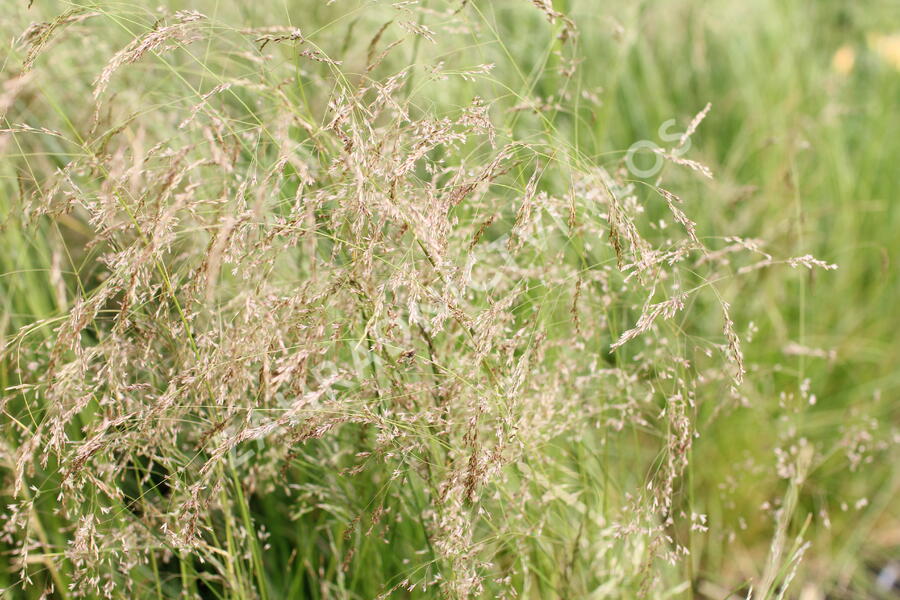 Metlice trsnatá 'Pixie Fountain' - Deschampsia caespitosa 'Pixie Fountain'