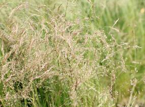 Metlice trsnatá 'Pixie Fountain' - Deschampsia caespitosa 'Pixie Fountain'
