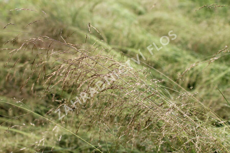 Metlice trsnatá 'Pixie Fountain' - Deschampsia caespitosa 'Pixie Fountain'