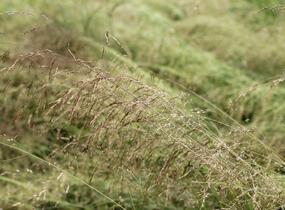 Metlice trsnatá 'Pixie Fountain' - Deschampsia caespitosa 'Pixie Fountain'