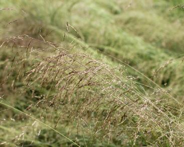 Metlice trsnatá 'Pixie Fountain'