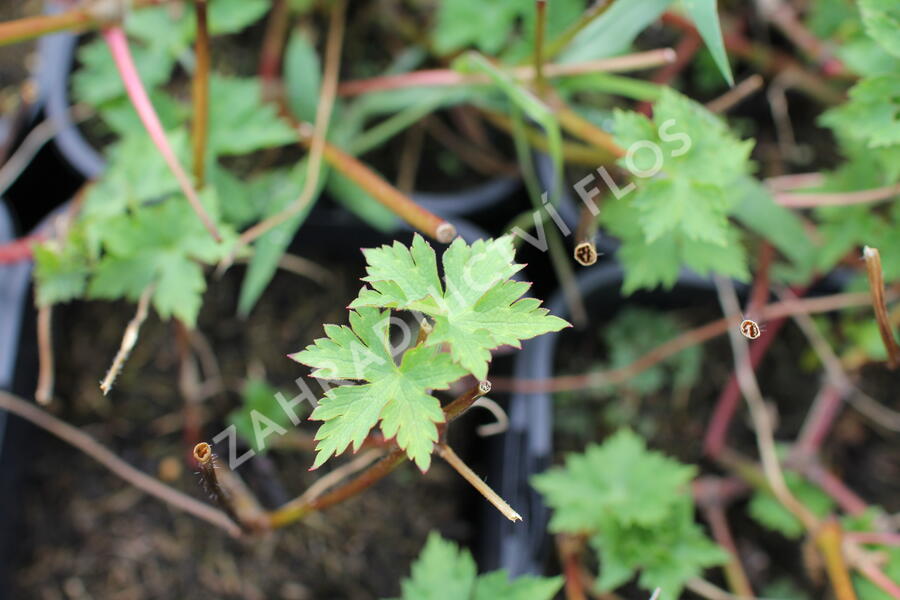 Kakost 'Rosetta' - Geranium 'Rosetta'