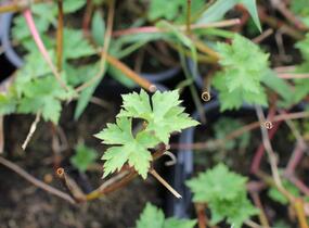 Kakost 'Rosetta' - Geranium wallichianum 'Rosetta'
