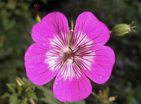 Kakost 'Rosetta' - Geranium wallichianum 'Rosetta'