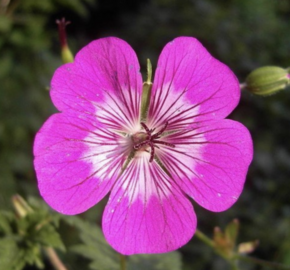 Kakost 'Rosetta' - Geranium 'Rosetta'